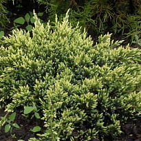 Можжевельник (Juniperus) чешуйчатый Холгер d26 h40 1шт