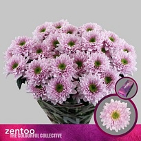 Хризантема кустовая Commander Pink 5шт