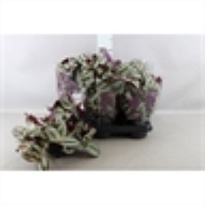 Традесканция Зебрина d9 h10 18шт