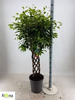 Фикус Бендж.Бизондер Форм (цилиндр) d31 h150 1шт