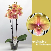 Орхидея Фален. Дарья 2ст d12 h60 10шт