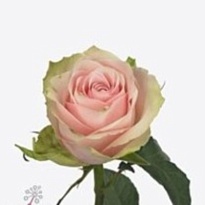 Роза Pink Athena дл.35 10шт
