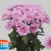 Хризантема кустовая Kalimba 5шт