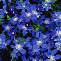 Клематис (Clematis) Арабелла d9 18шт