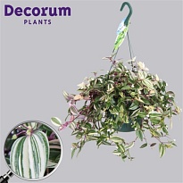 Традесканция Квадриколор Ханг d17 h55 1шт