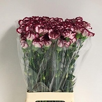 Гвоздика Baccarat 20шт