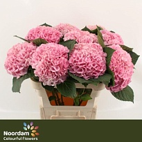 Гортензия Blink Pink дл.80 1шт