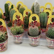 Кактус микс Мексико (поткавер) d7 h10 16шт