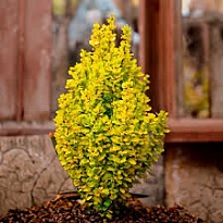 Барбарис (Berberis) тунб. Неон Голд d9 h20-30 18шт