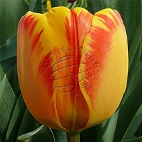 Тюльпан Банья Лука дарв.гибрид 11/12 5шт в сетке