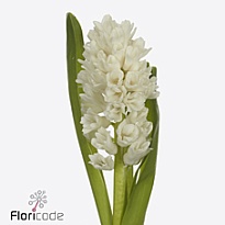 Гиацинт China White 5шт