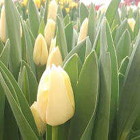 Тюльпан Yankee 10шт