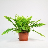 Нефролепис Грин Момент d12 h25 10шт