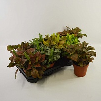 Фиттония микс d12 h15 9шт