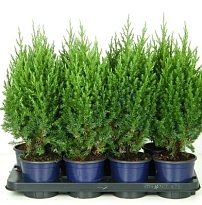 Можжевельник (Juniperus) китайский Стрикта (KV) d11 h20-25 11шт