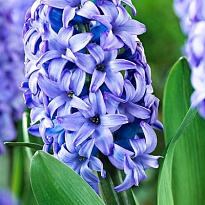 Гиацинт Minos 25 шт