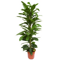 Фикус Циатистипула d17 h70 6шт