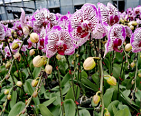 Орхидея Фален. Кот Удачи 1ст d10 h45 10шт