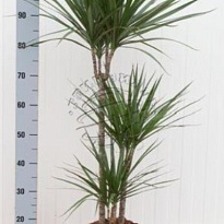 Драцена Марг. 3Д d24 h115 1шт