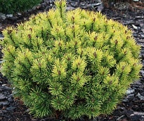 Сосна (Pinus) горная Офир 5л h30-40 1шт