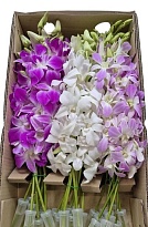 Орхидея Dendrobium Mix 1шт