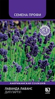Лаванда Лаванс Дип Парпл 10 шт /Поиск