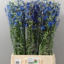 Дельфиниум Volkerfrieden 10шт