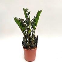 Замиокулькас Равен d14 h55 7шт