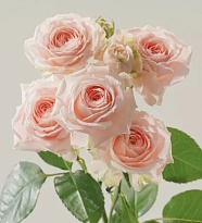 Роза Пич Дименшн кустовая (МЦ) дл.50 10шт/уп