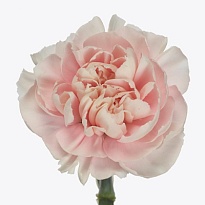 Гвоздика Altair 20шт