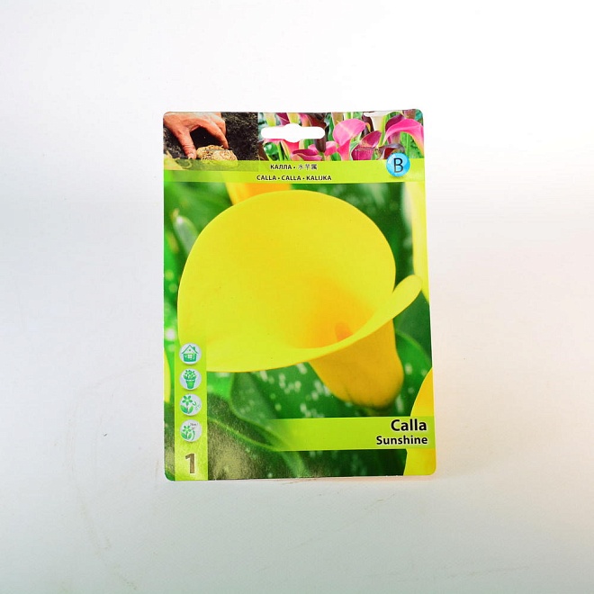 Калла Саншайн 12/14 1шт*