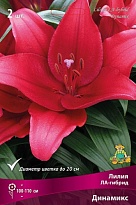 Лилия ЛА-гибрид Динамикс 12/14 5шт