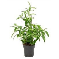 Драцена Суркулоза d21 h90 1шт