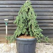 Ель (Picea) обыкновенная Инверса 7,5л h60-80 1шт
