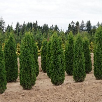 Туя (Thuja) западная Колумна 5л h70-80 1шт