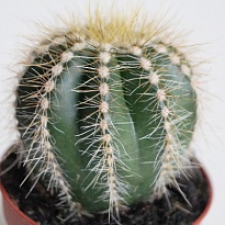 Кактус Ното Магнификус d10 h20 9шт