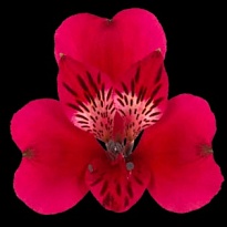 Альстромерия Bella Rosa S.a. Lucia дл.60 10шт