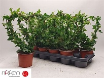 Хедера Хеликс Харт Форм (сердце) d12 h45 8шт