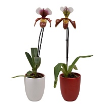 Орхидея Пафиопедилум Америка микс керамика d14 h50 6шт