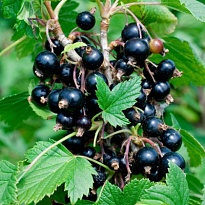 Смородина Ника (ОКС) 1шт