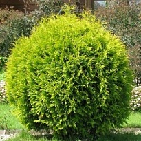 Туя (Thuja) западная Голден Глоб 2л h20-25 1шт