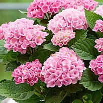Гортензия Magical Revolution (pink) d15 дл.65 1шт