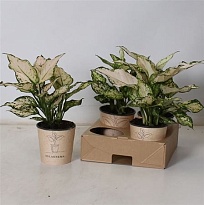 Аглаонема Вайт Грин d12 h30 4шт