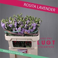 Эустома Rosita Lavender 10шт