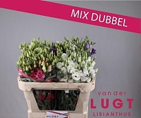 Израиль MIX