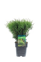 Туя (Thuja) западная Тини Тим d11 h20 11шт