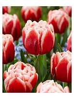 Тюльпан Do Everton 10шт