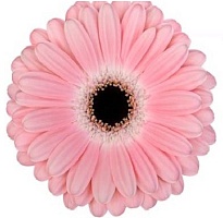 Гербера Dulcie 25шт