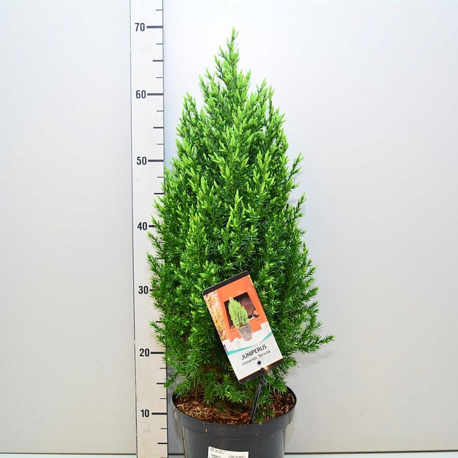 Можжевельник (Juniperus) китайский Стрикта  d19 h70 1шт