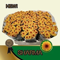 Хризантема сантини Sharma 25шт